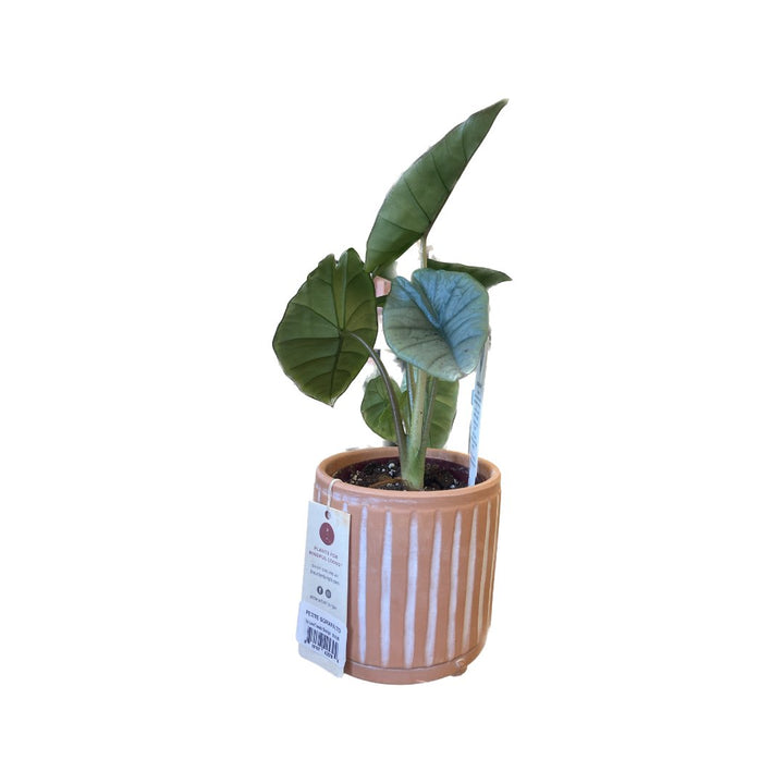 Alocasia SP. with Petite Sgraffito Pot - HER Home Design Boutique