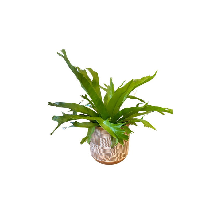 Fern with Petite Lino Pot - HER Home Design Boutique