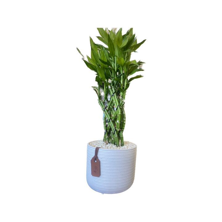 Himalaya w/ bamboo trellis with Textured - line pot - HER Home Design Boutique