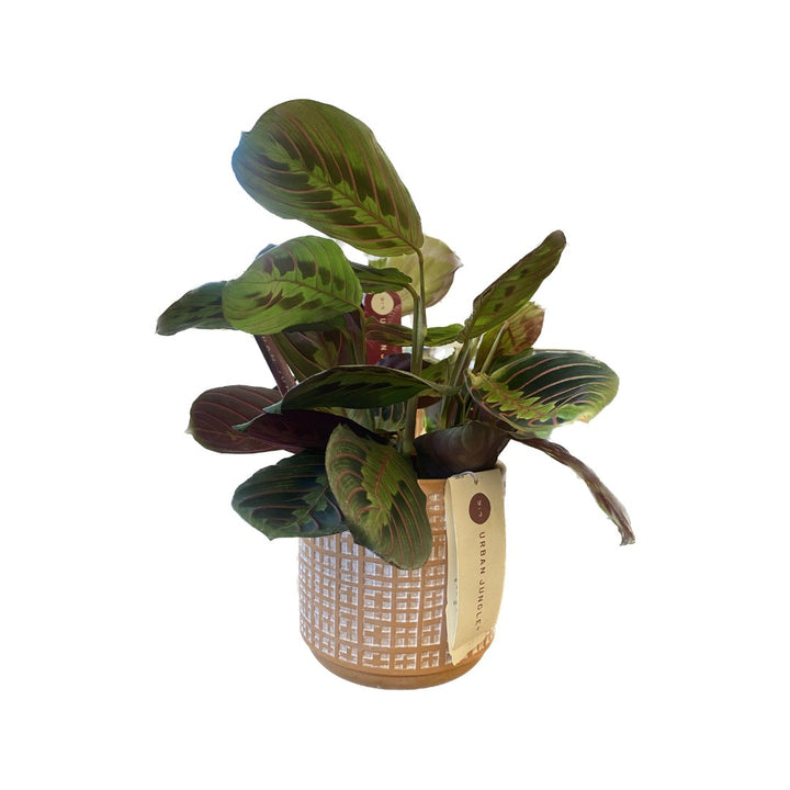 Maranta with Petite Lino Pot - HER Home Design Boutique