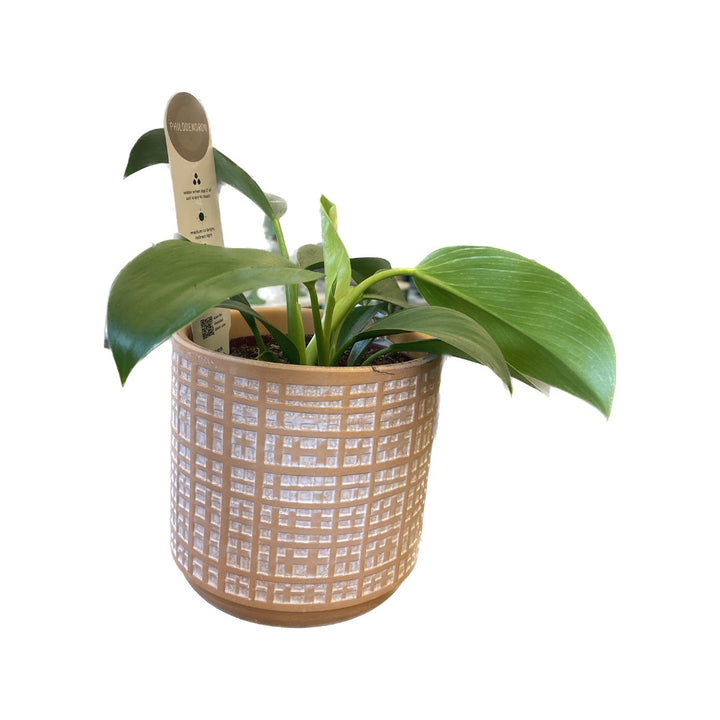 Philodendron with Petite Lino Pot - HER Home Design Boutique