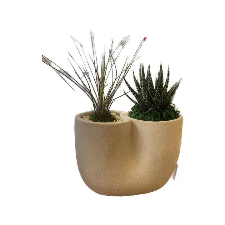 Succulent in Curve Pot - HER Home Design Boutique